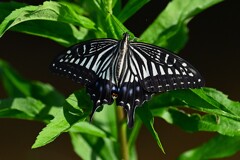 用水路・アゲハチョウ