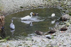K川下流域・わずかな水溜まりで魚をゲットしたダイサギ