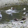 K川下流域・わずかな水溜まりで魚をゲットしたダイサギ