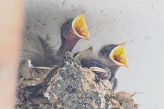 ツバメひな・今季初