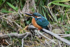 K川上流域・対岸のカワセミ♂
