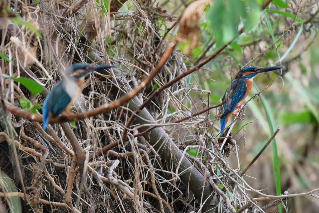 K川中流域・左若鳥、右成鳥カワセミ♂同士の戦い