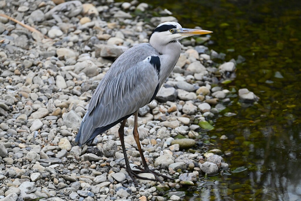 Ｋ川中流域・佇むアオサギ