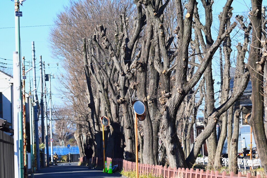 2月22日 (用水路の自然破壊的な剪定)
