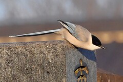 用水路脇・オナガ飛び出し寸前