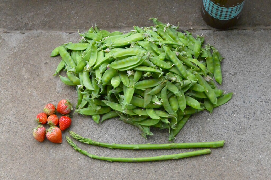 菜園・エンドウ豆・イチゴ・アスパラ収穫