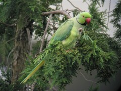 ワカケホンセイインコ♂