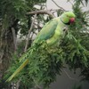 ワカケホンセイインコ♂