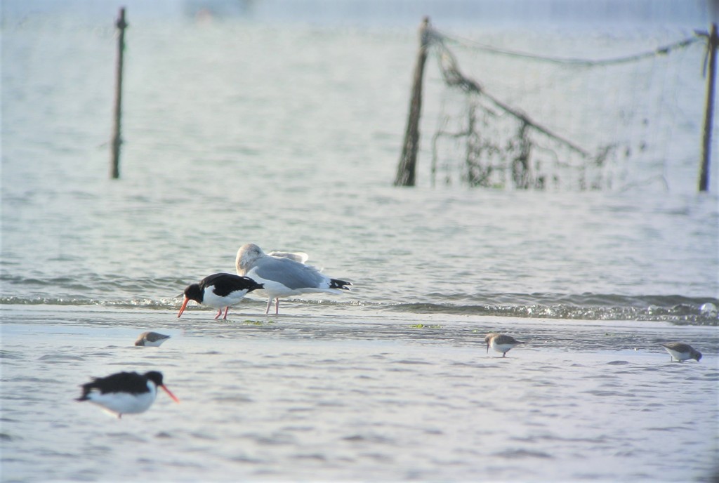 ミヤコドリとユリカモメ