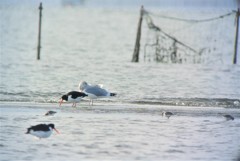 ミヤコドリとユリカモメ