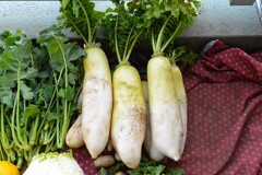 菜園・1月5日少し凍ったダイコン