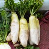 菜園・1月5日少し凍ったダイコン