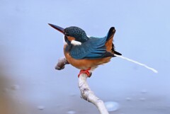 Ｋ川中流域・カワセミ♀若ちょっと失礼！