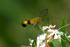 K川・オオスカシバとクサギの花