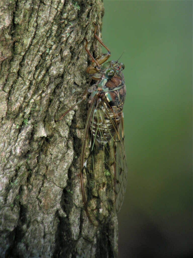 ヒグラシ By 黒鯛ちゃん Id 写真共有サイト Photohito