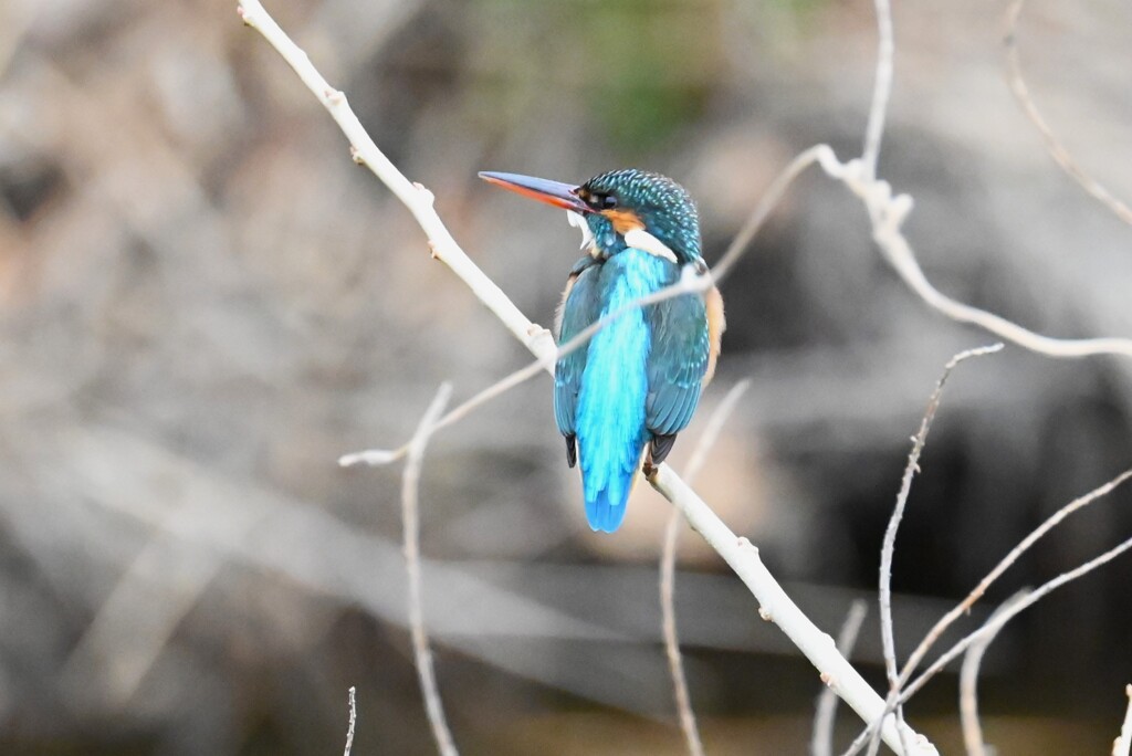 K川・中流域のカワセミ♀ 