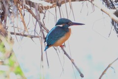 K川・カワセミ♀.