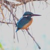 K川・カワセミ♀.
