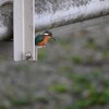 K川源流域・カワセミ♀若 (6)