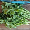 菜園・カキナ塔立ち収穫 (つぼみはまだ)