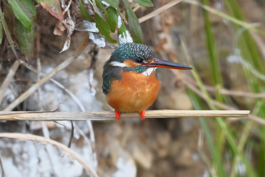 Ｋ川中流域・もう1羽のカワセミ♀