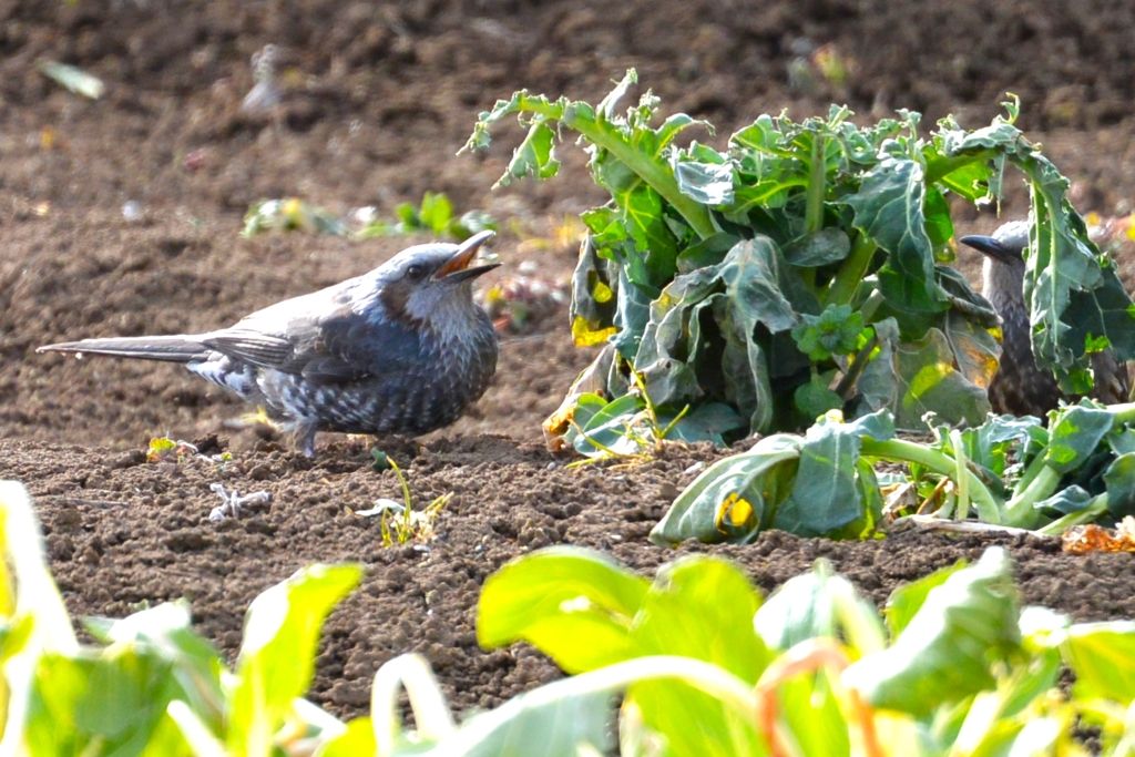 菜園・ブロッコリーを食べるヒヨドリ