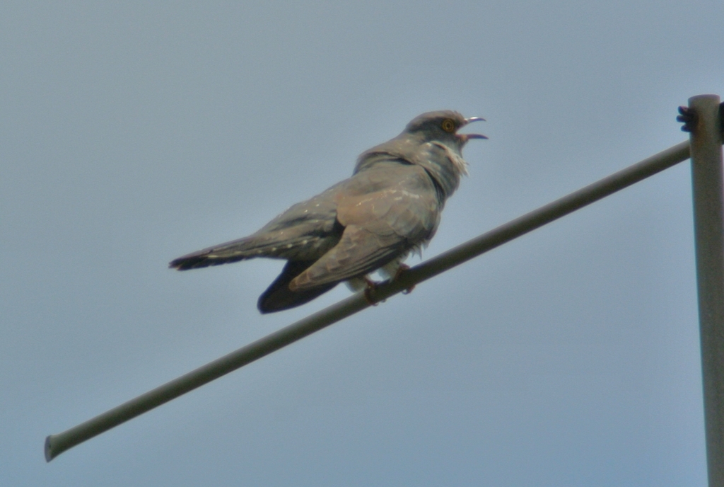 カッコウ画集・Nikon1Ｊ1（2014年月29日）.