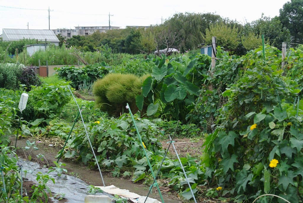 菜園はまだ夏模様