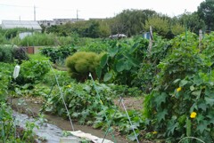 菜園はまだ夏模様