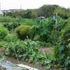 菜園はまだ夏模様