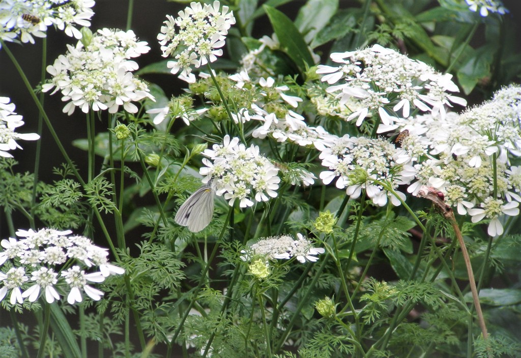 オルレアとモンシロ