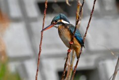 K川・上流のカワセミ♀A