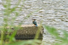K川のカワセミ♀若に少し接近