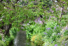 用水路・河津桜葉桜状況