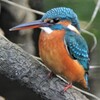 用水路のカワセミ♀若 