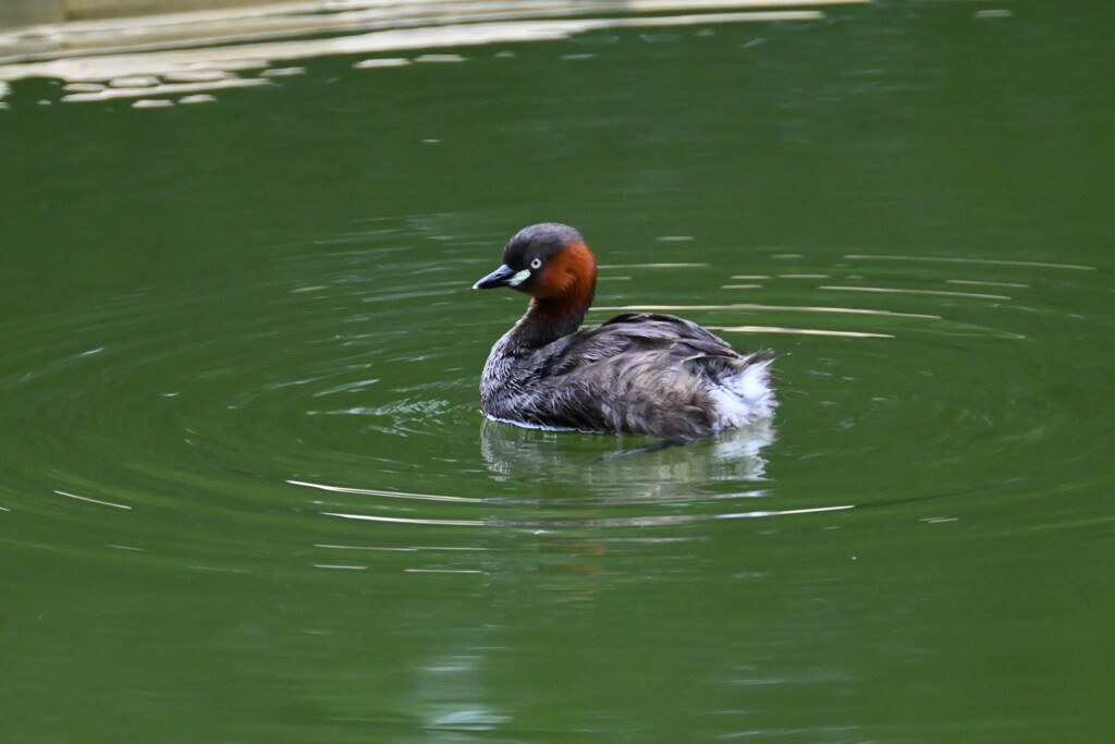 都内公園・カイツブリ