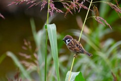 K川中流域・スズメ