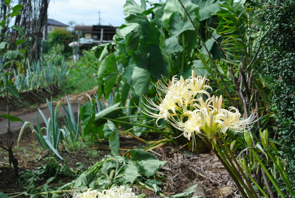菜園・サトイモとシモニタネギ