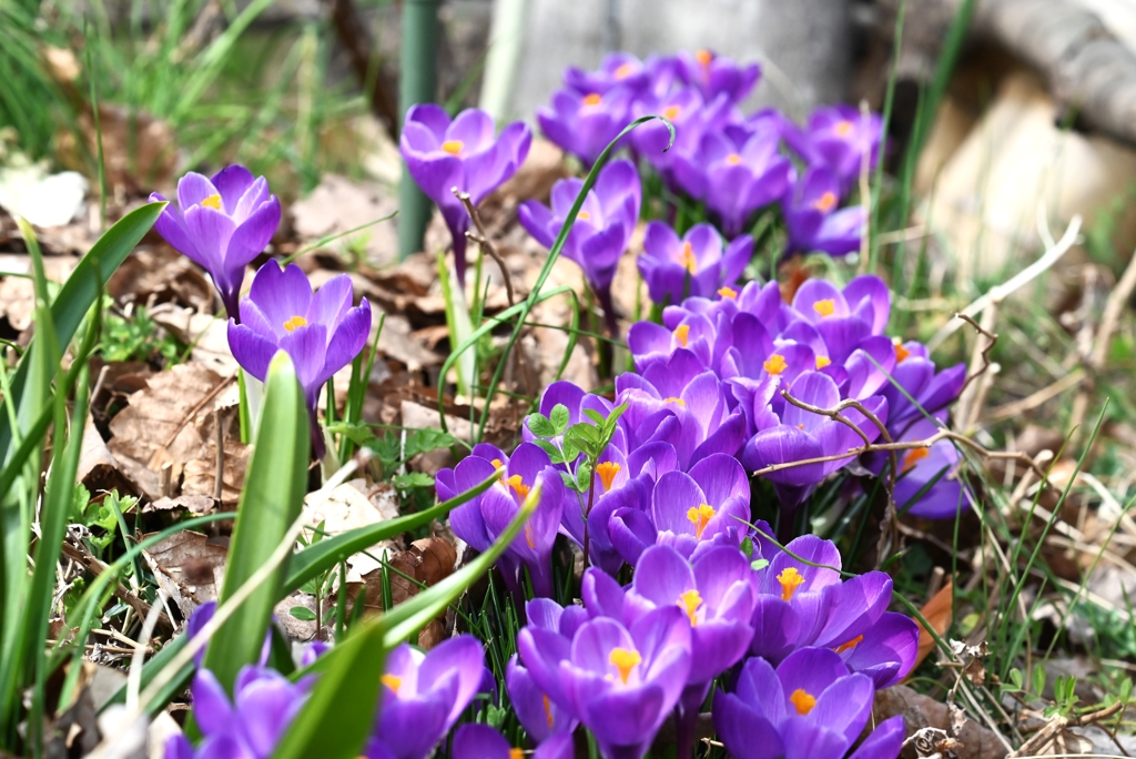 クロッカス