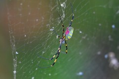 用水路・ジョロウグモ♀まだまだ元気！