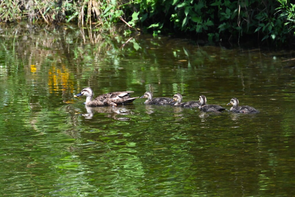K川・4羽のひな連れのカルガモ