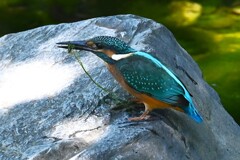 K川中流域・カワセミ♂若捕食３レンチャン 