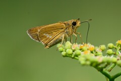 K川下流域・ヤブガラシにイチモンジセセリ