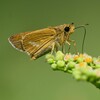 K川下流域・ヤブガラシにイチモンジセセリ
