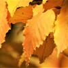 イヌシデの紅葉 (2)