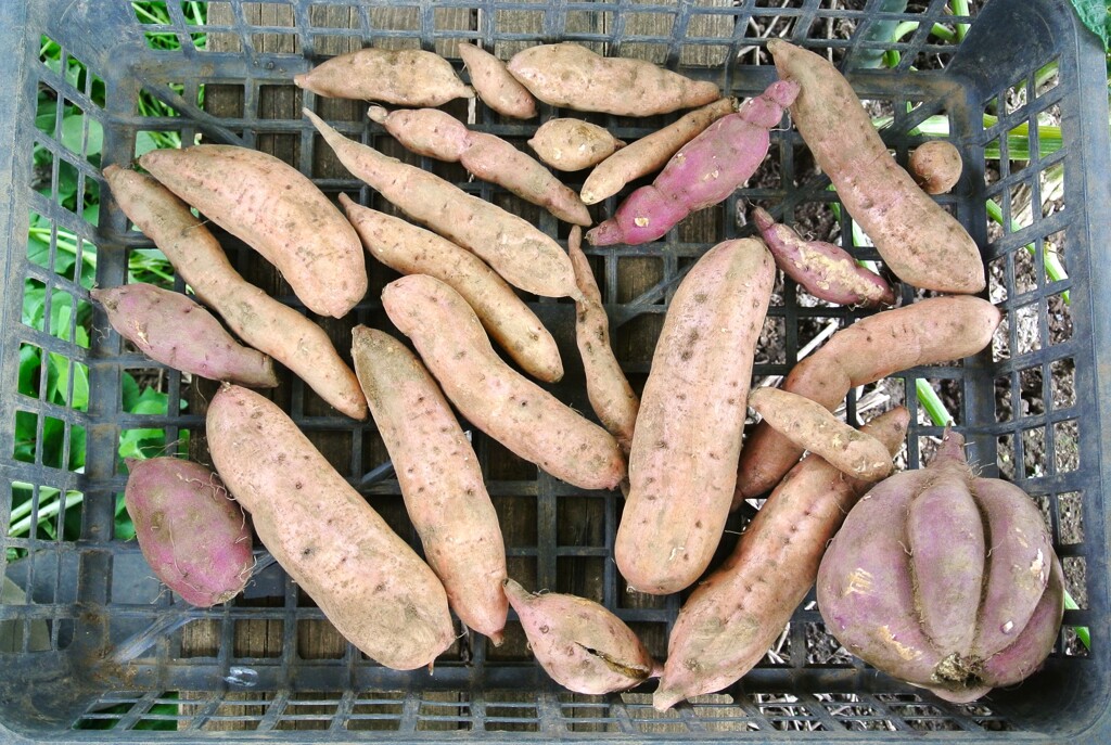 サツマイモ今季初収穫（超不作）