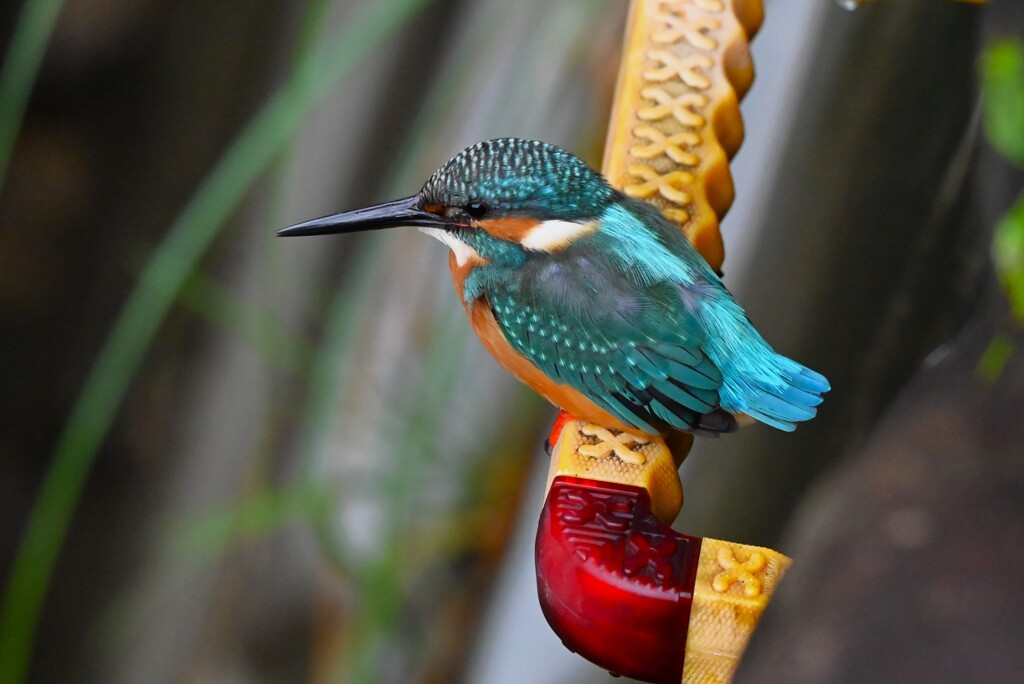 都内S川・カワセミ♂ 