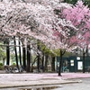 用水路脇の公園・儚い命