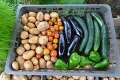 菜園・ジャガイモと夏実物野菜収穫