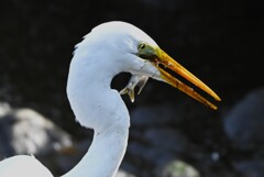 K川下流域・ダイサギ捕食シーン